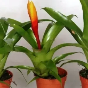 Bromelia Vriesea yellow/orange - pianta per terrario o paludario in vasetto