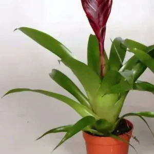Bromelia Vriesea purple - pianta per terrario o paludario in vasetto