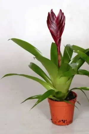 Bromelia Vriesea purple - pianta per terrario o paludario in vasetto