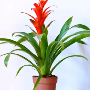 Bromelia Guzmania - pianta per terrario o paludario in vasetto