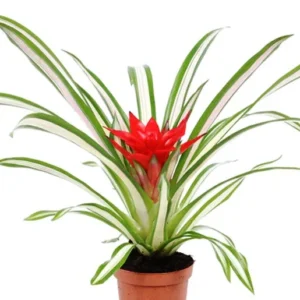 Bromelia Guzmania VARIEGATA - pianta per terrario o paludario in vasetto