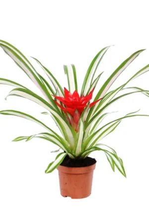 Bromelia Guzmania VARIEGATA - pianta per terrario o paludario in vasetto