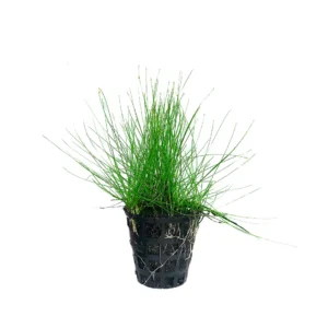 Eleocharis Parvula in vasetto - pianta da pratino filiforme - primo piano abbastanza esigente
