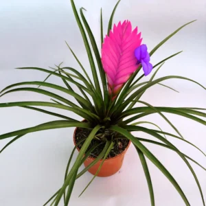 Bromelia Tilandisia Cyanea fucsia viola - pianta per terrario o paludario in vasetto