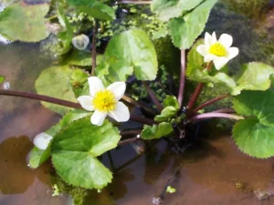 Caltha Palustris Alba - pianta palustre da terreno umido perenne di taglia piccola dal fiore bianco e giallo per laghetto