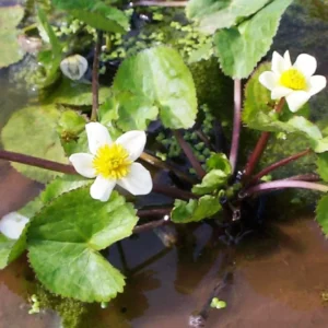Caltha Palustris Alba - pianta palustre da terreno umido perenne di taglia piccola dal fiore bianco e giallo per laghetto
