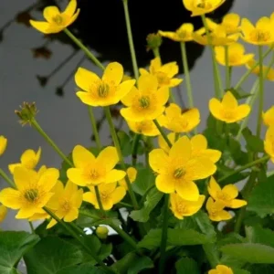 Caltha Polypetala - pianta palustre da terreno umido perenne di taglia piccola dal fiore bianco e giallo per laghetto