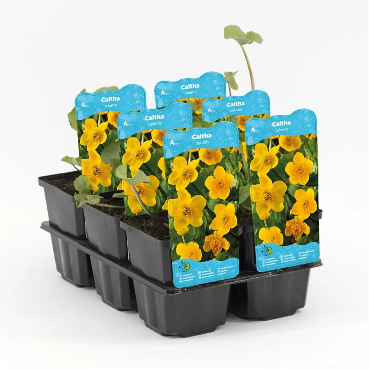Caltha Polypetala - pianta palustre da terreno umido perenne di taglia piccola dal fiore bianco e giallo per laghetto