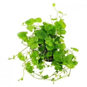 Cardamine Lyrata in vasetto - per acquario o terrario molto umido