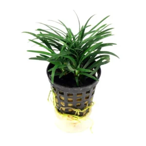 Ophiopogon Kyoto - pianta per terrario o paludario in vasetto