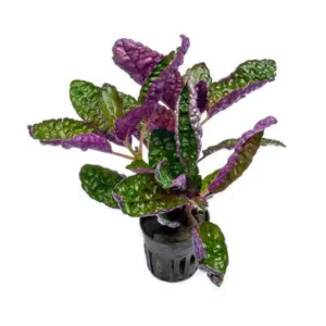 Hemigraphis Exotica - pianta per terrario o paludario in vasetto