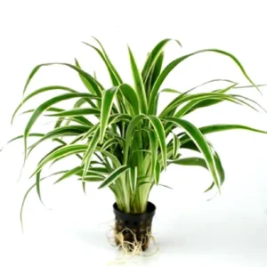 Chlorophytum Bichetii - pianta per terrario o paludario in vasetto - Clorophytum