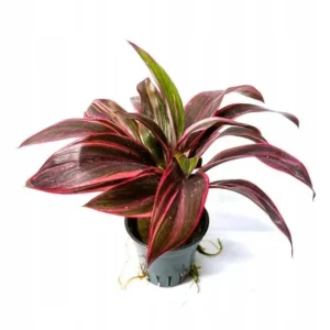 Cordyline Red Edge - pianta per terrario o paludario in vasetto
