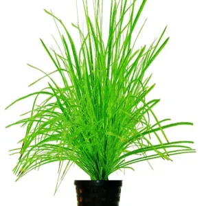 Cyperus Helferi - pianta per acquario o terrario molto umido in vasetto