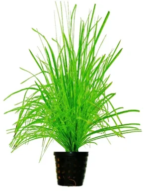 Cyperus Helferi - pianta per acquario o terrario molto umido in vasetto