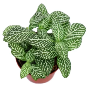 Fittonia White Green Mosaic - pianta per terrario o paludario in vasetto