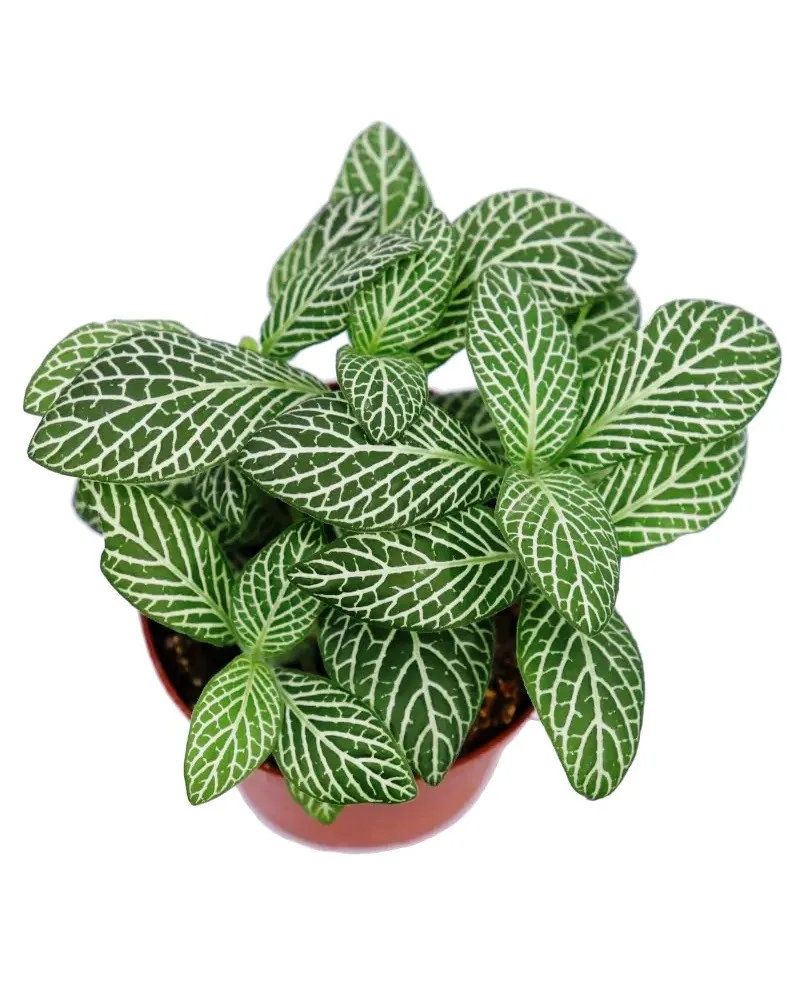Fittonia White Green Mosaic - pianta per terrario o paludario in vasetto
