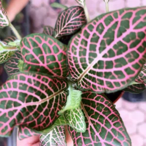 Fittonia Pink Red Mosaic - pianta per terrario o paludario in vasetto