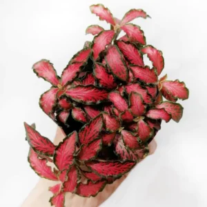 Fittonia Forrest Flame Red - pianta per terrario o paludario in vasetto