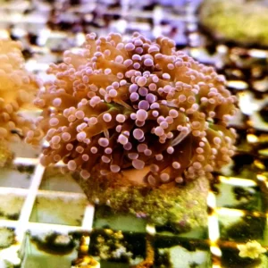 Euphyllia Paradivisa pink-orange - FOTO REALI - 2 calici - Corallo duro LPS facile