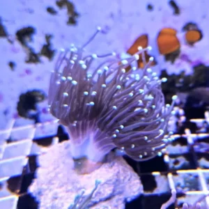 Euphyllia Glabrescens Black-green torch punte verdi 2 calici - FOTO REALI - Corallo duro LPS facile