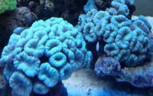 Caulastrea Furcata Azzurra 3 bocche - Corallo duro LPS facile