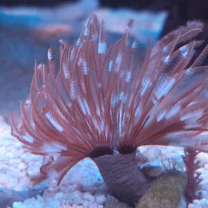 Spirografo Sabellastarte Magnifica