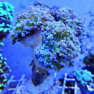 Euphyllia Paradivisa base verde punte Viola - 6 calici - Corallo duro LPS facile