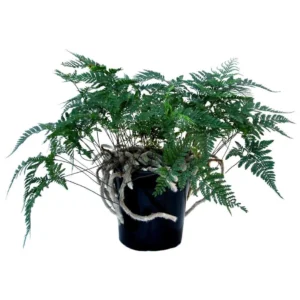 Humata Tyermanii - felce zampa di lepre - pianta per terrario o paludario in vasetto