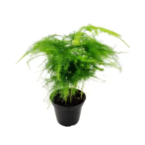 Asparagus Setaceus - felce Asparagina plumosa - pianta per terrario o interno/esterno in vasetto