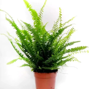 Nephrolepis - felce Asparagina plumosa - pianta per terrario o paludario in vasetto