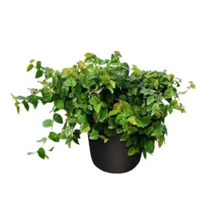 Ficus Pumila - Ficus Repens rampicante - pianta per terrario o paludario in vasetto