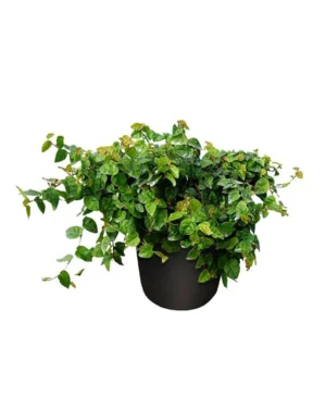 Ficus Pumila - Ficus Repens rampicante - pianta per terrario o paludario in vasetto