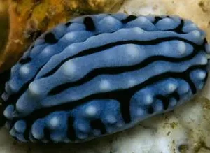 Phyllidia Varicosa Blue - Nudibranco detritivoro