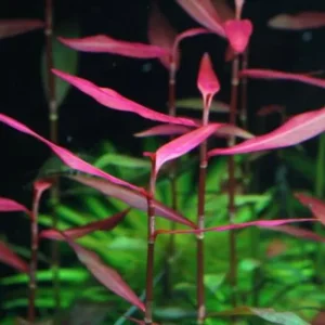 POLYGONUM SP. 'SAO PAULO' - PERSICARIA PIANTA ROSSA da sfondo