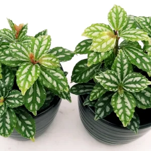 Pilea Cadierei detta Pianta di alluminio - pianta per terrario o paludario in vasetto