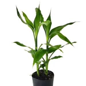 Dracaena Sanderiana detta Bambù della fortuna - pianta per terrario o paludario in vasetto