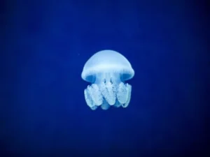 Medusa Cannonball - Stomolophus Meleagris - Medusa palla di cannone - Jellyfish 2-5 cm per acquario marino con bordi arrotondati