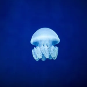 Medusa Cannonball - Stomolophus Meleagris - Medusa palla di cannone - Jellyfish 2-5 cm per acquario marino con bordi arrotondati