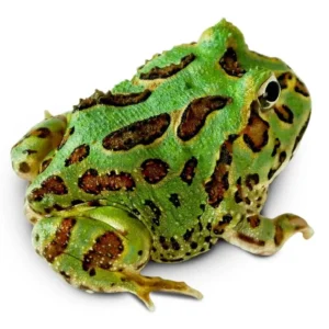 Ceratophrys Cranwelli Green - Rana cornuta Pacman Green - anfibi per terrario