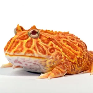 Ceratophrys Cranwelli Strawberry - Rana cornuta Pacman Strawberry - anfibi per terrario