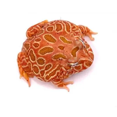 Ceratophrys Cranwelli Strawberry - Rana cornuta Pacman Strawberry - anfibi per terrario