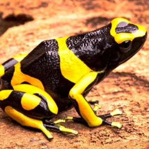 Dendrobates Leucomelas 2.5-3 cm - Rana freccia gialla e nera - Rana dardo - anfibi per terrario