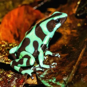 Dendrobates Auratus Green Costa Rica 2.5-3 cm - Rana freccia verde e nera - Rana dardo - anfibi per terrario
