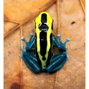 Dendrobates Tinctorius Patricia 2.5-3 cm - Rana freccia celeste, gialla e nera - Rana dardo - anfibi per terrario