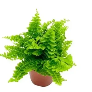 Nephrolepis Exaltata Green Fantasy - felce - pianta per terrario/paludario o da interno in vasetto