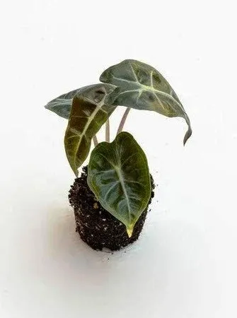 Alocasia Polly Baby - Orecchie di elefante - pianta per terrario/paludario o da interno in vasetto