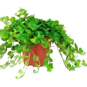 Peperomia Rotundifolia - pianta rampicante per terrario/paludario o da interno in vasetto