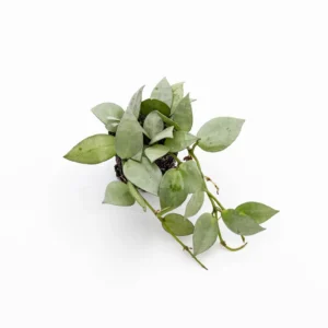 Hoya Krohniana Eskimo Silver Baby - pianta fiore di cera rampicante o ricadente per terrario o appartamento in vasetto