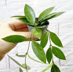 Hoya Gracilis Baby - pianta fiore di cera rampicante o ricadente per terrario o appartamento in vasetto
